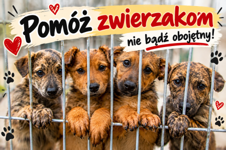 Pomóż zwierzakom, nie bądź obojętny...